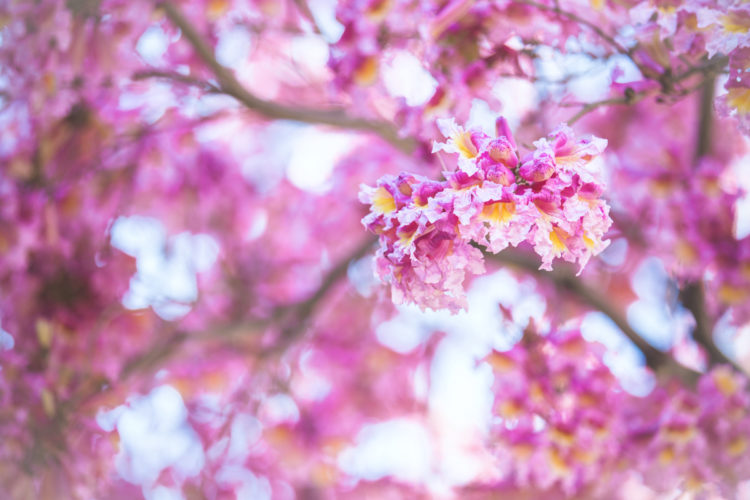 Pink Clouds